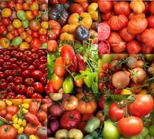 Landscaper's Pack THE ULTIMATE TOMATO MIX over 25 varieties! Non-GMO 250 Seeds!