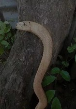 Wooden walking stick hand carved cobra snake handmade walking cane animal