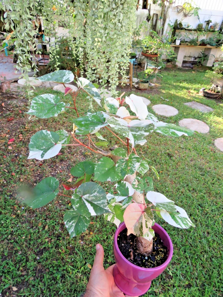Hibiscus tiliaceus caoa abigarrada, hibisco marino, colorido árbol bonsai tropical Foto 3 de 4