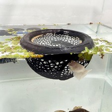 Aquarium Floating Betta Fish Skins, Betta or Shrimp Feeder, Cave and Hammock, Sm