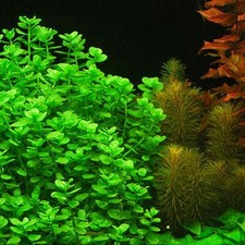 Moneywort Bunch Bacopa Monnieri - Beginner Fresh Water Tropical Aquarium Plant