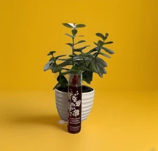 Bath & Body Works *JAPANESE CHERRY BLOSSOM* Fragrance Mist Spray 8 Oz-New❤️