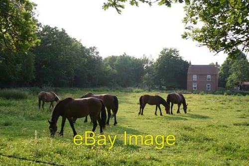 Photo 6x4 Ponies & Aspen House Eagle Barnsdale Ponies grazing in a meadow c2006
