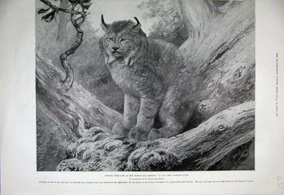 Alter antiker Druck 1899 Zoologischer Garten Kanadischer Luchs Katze Natur Tier 19.