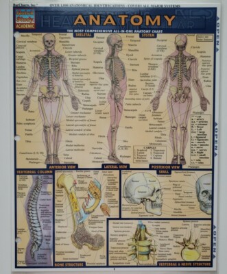 Anatomy: covers all major systems QuickStudy New 6 laminated pages nurse medical