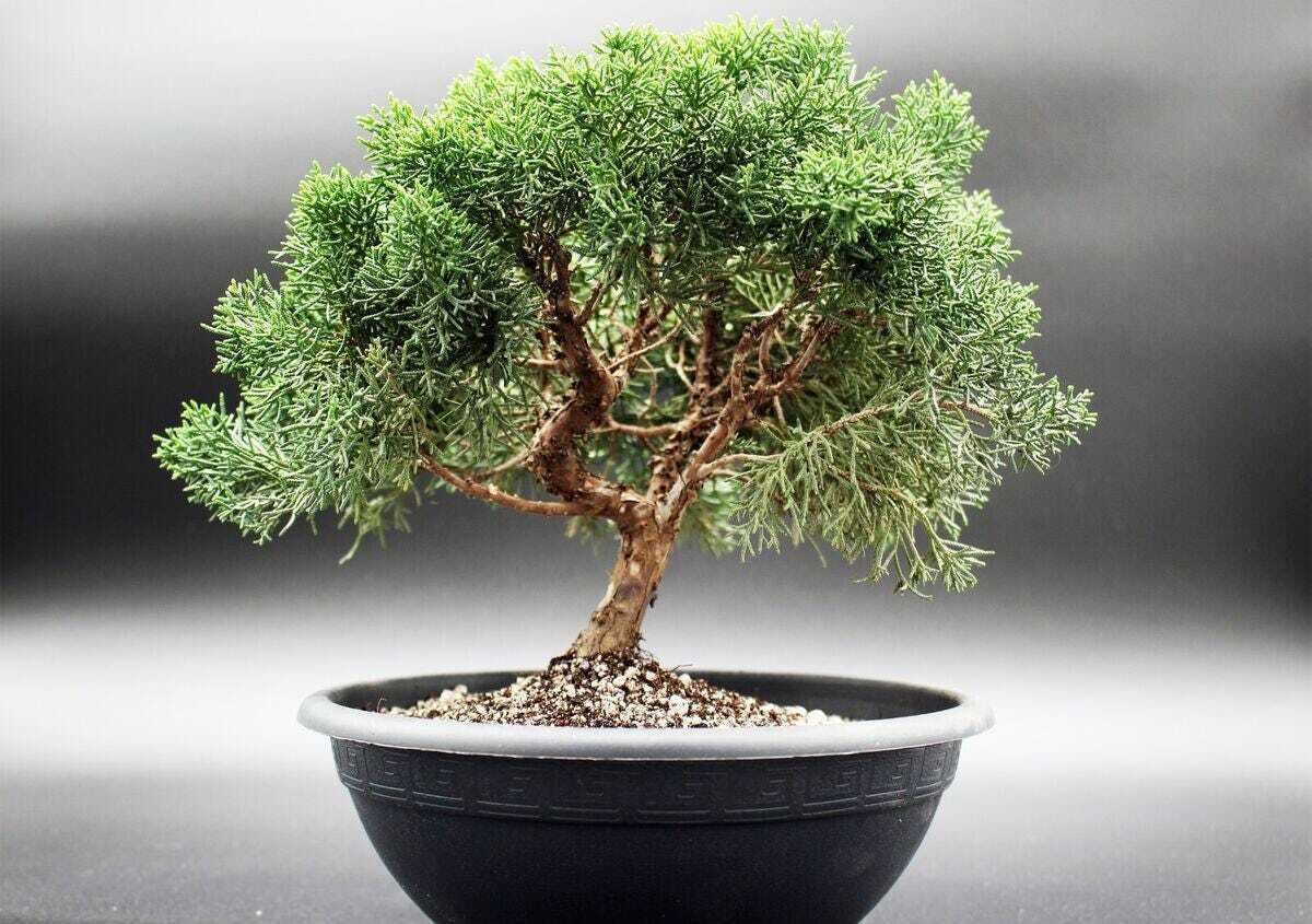 Graines de Genévrier de Chine : solution végétale pour brise-vue naturel et rocaille sèche