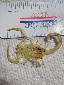 Leiurus quinquestriatus Deathstalker Scorpion MOLT Glows in Dark with UV Light