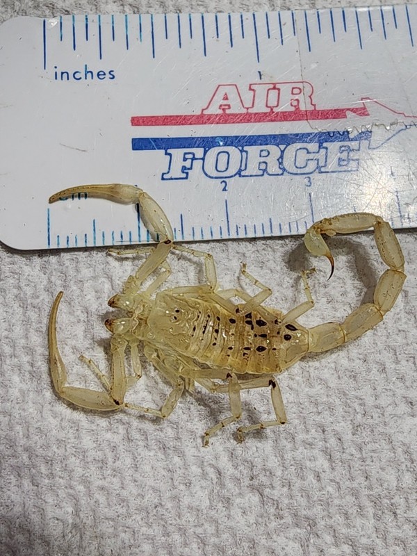 Leiurus quinquestriatus Deathstalker Scorpion MOLT Glows in Dark with UV Light