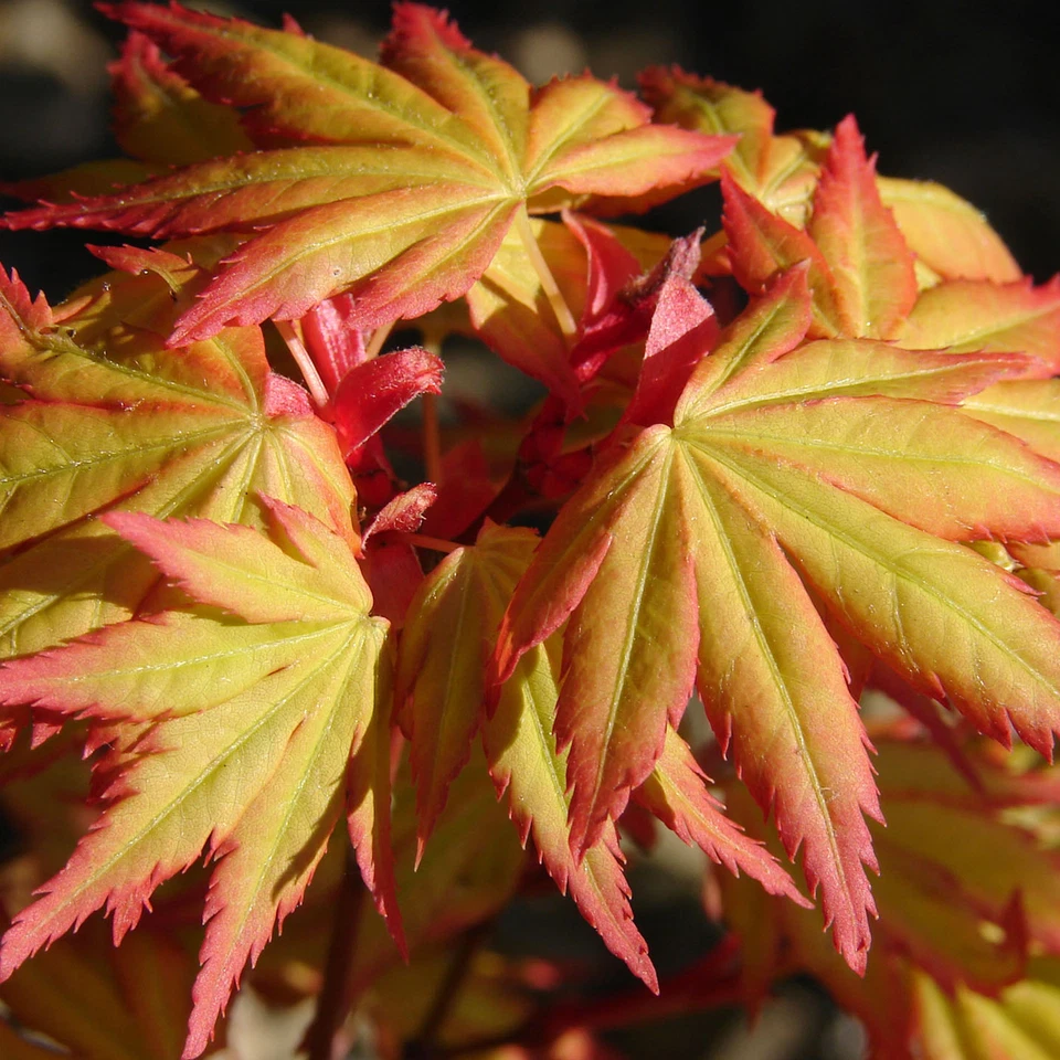 Acer palmatum 'Orange Dream' | Japanese Maple Deciduous Garden Plant Tree In Pot - Image 2 of 4