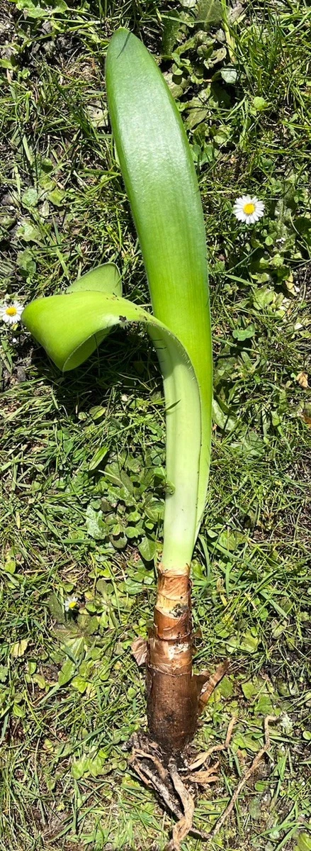 Haemanthus Albiflos in Gewurzelte Zimmerpflanzen online kaufen | eBay.de