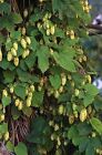 Humulus lupulus Hallertau Hops Vine Seeds!