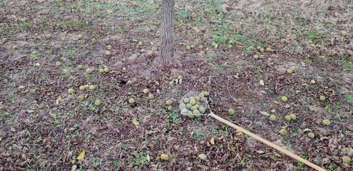10 lbs. BLACK WALNUTS in the shell - Fall 2024 crop – our famous “squirrel nuts” - Picture 6 of 9