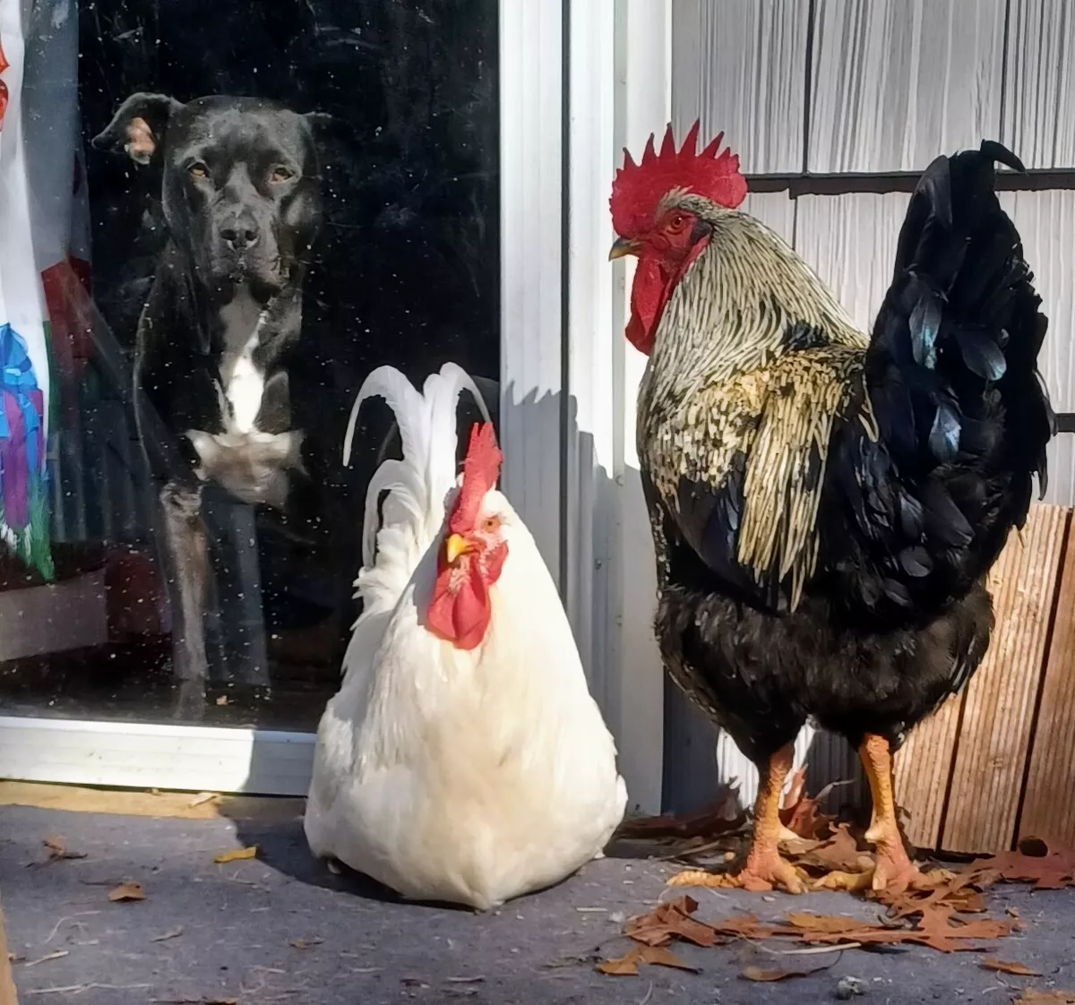 10 Jersey Giant Black Blue Lavender And White Hatching Eggs