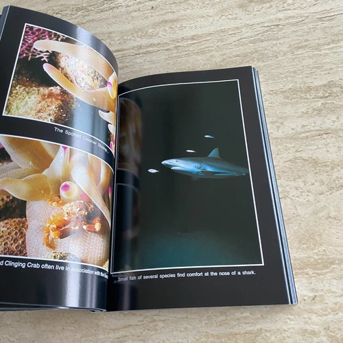 Marine Photography: Underwater Bahamas - Bob Friel - Diving / Coral Reef 1993 - Picture 16 of 20