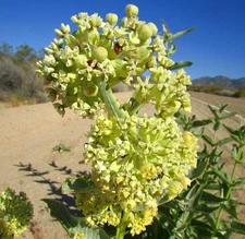Desert Milkweed seeds (Asclepias Erosa) - 10 seeds- 