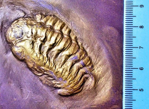5cm +  Pyritised Chotocops ferdinandi; eye with lenses: Devonian, Germany