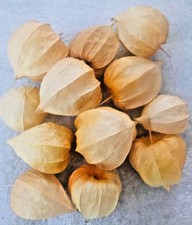12 CHINESE LANTERN (Physalis alkekengi) Faded ORANGE Dried Seed Pods 1 7/8" x 2"