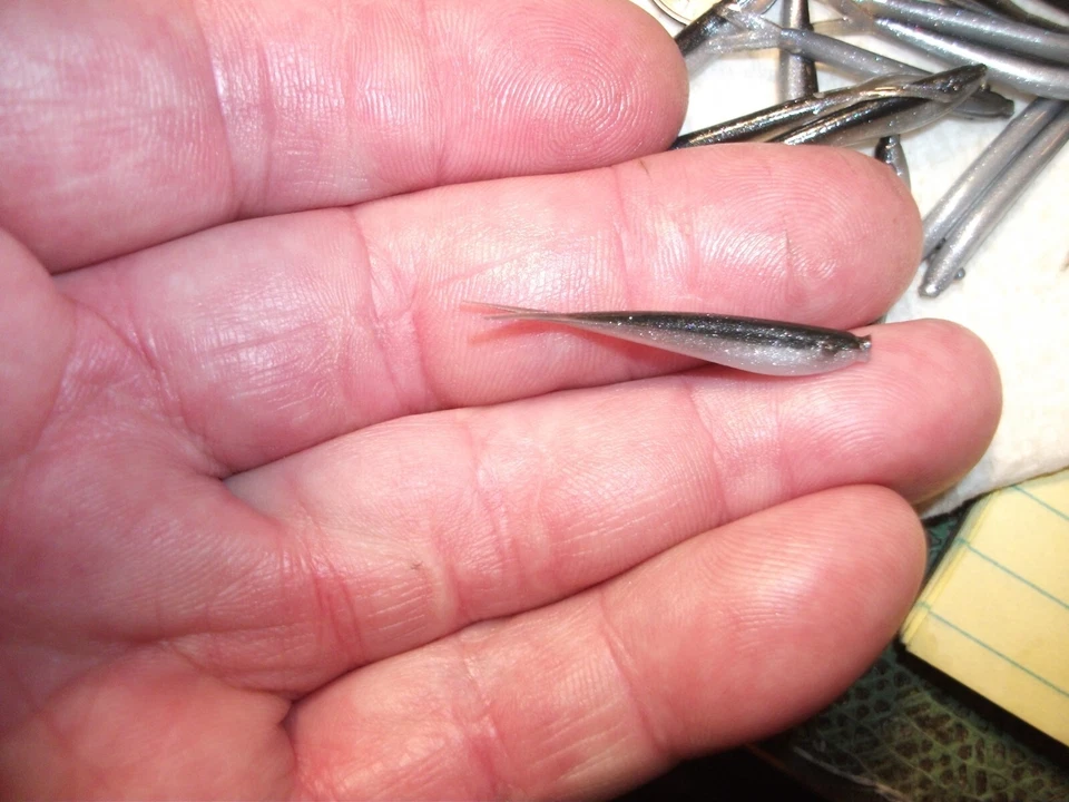 200-1 1/2"-INCH-MICRO-CRAPPIE-PANFISH-SHAD MINNOW-HIELO GRUB-JIG-cola dividida-flukes Foto 3 de 4