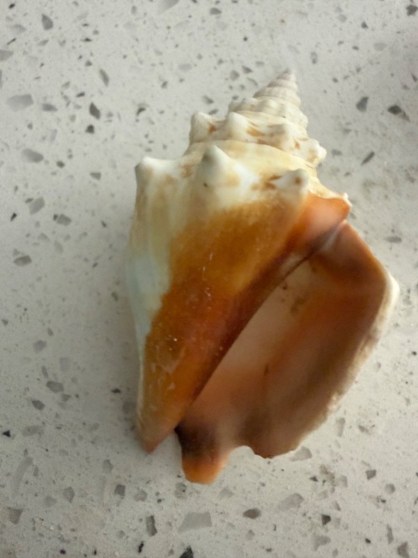 West Indian fighting conch -Strmbus puglis) Set of two (2)