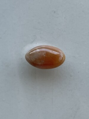 Natural Conch Caribbean Queen Conch Pearl