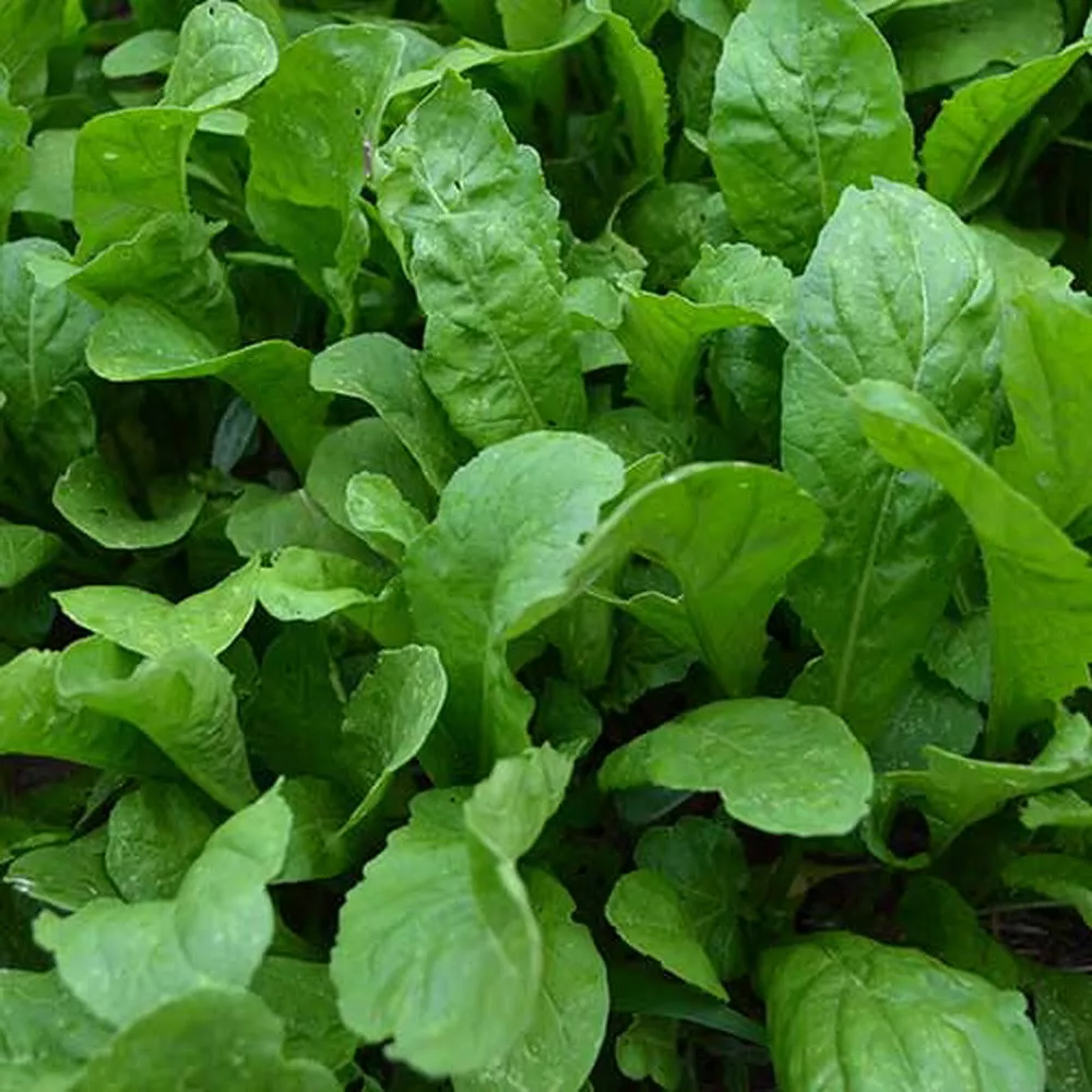 Organic Roquette Arugula Seeds