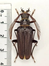 Cerambycidae, Monocladum aegyptiacum ssp. granulipenne, Saudi Arabia, VERY RARE*