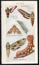 1918 Tiny Insect Chromolithographic Print - Clear Wing & Sphinx Moths