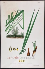 HUGE 1903 Rodrigues antique print - Brazilian palm tree - Cocos S, L & F - RARE