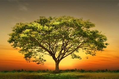 Wandbild: Green tree nature landscape (28455517)