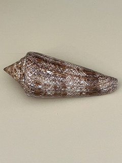 CONUS GLORIAMARIS 110 80 mm RARE