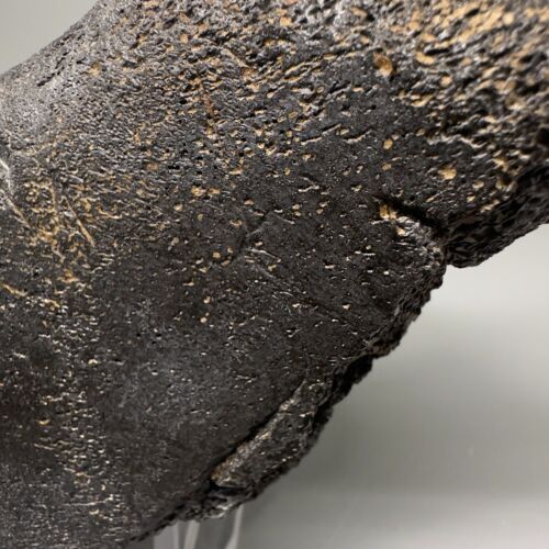 Rare 5.53" Fossil Ulna w/multiple MEGALODON Shark Tooth Bite Marks - Deep!!! - Picture 10 of 11
