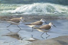 Ceramic Backsplash Tile Mural Waterfowl Bird Kitchen/Bathroom - Hurry Hurry