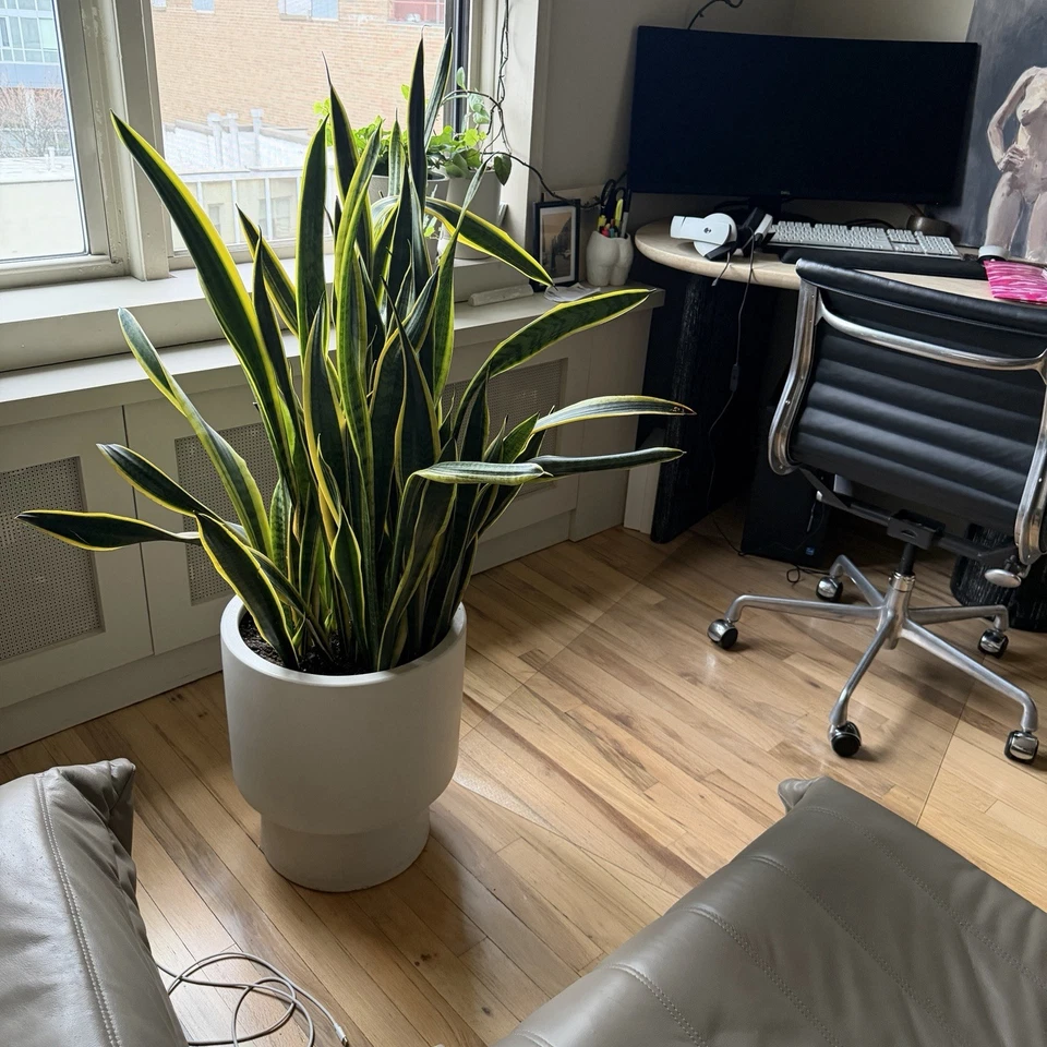 Planta de serpiente gigante en maceta de alabastro West Elm Bishop Foto 4 de 4