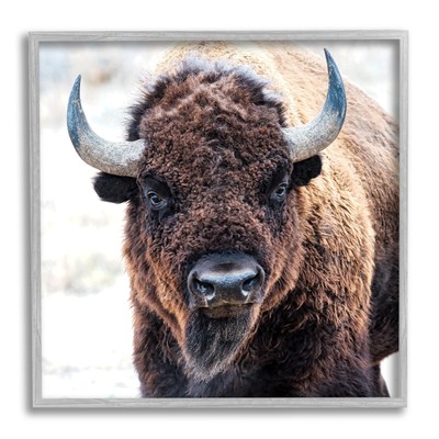American Bison Photography Gray Framed Giclee Art Design by Lena Owens