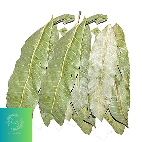 Ceylon 100% Organic Dried Mango 50 Leaves for tea Home made Natural leaves
