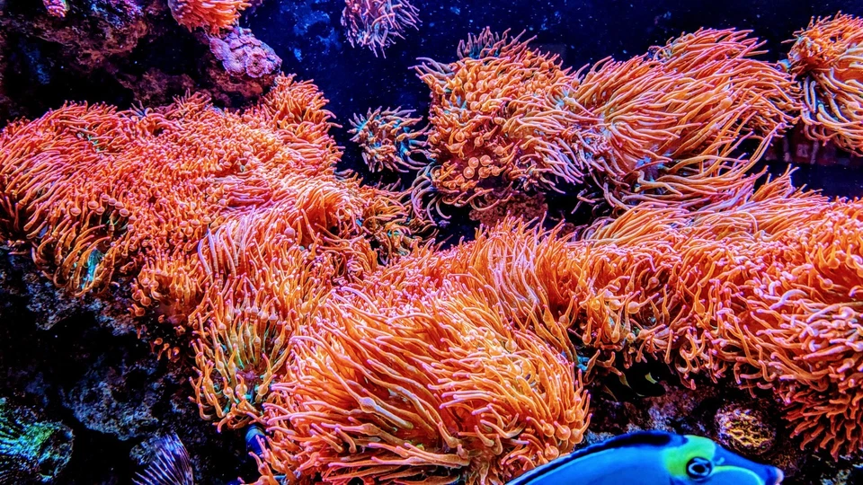 Arco-íris 🌈 Ponta de bolha anêmona 3-5" polegadas coral vivo RBTA tanque levantado - veja o vídeo - Imagem 2 de 4