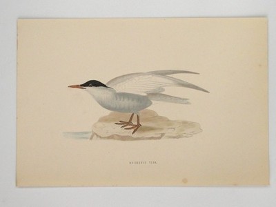 Schnurrseeschwalbe britischer Vogel Druck F O Morris A F Lydon um 1870 handkoloriert