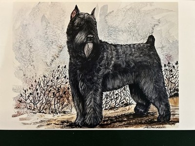Bouvier Des Flandres  by Martha Van Loan 11x17