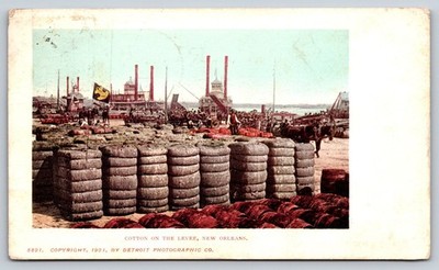 Vintage Postcard, 1901, New Orleans, Cotton on the Levee