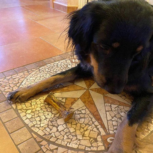 Rinder-Röhrenknochen 12cm - Kauartikel - Hunde-Kausnacks - Leckerli - Bild 9 von 20