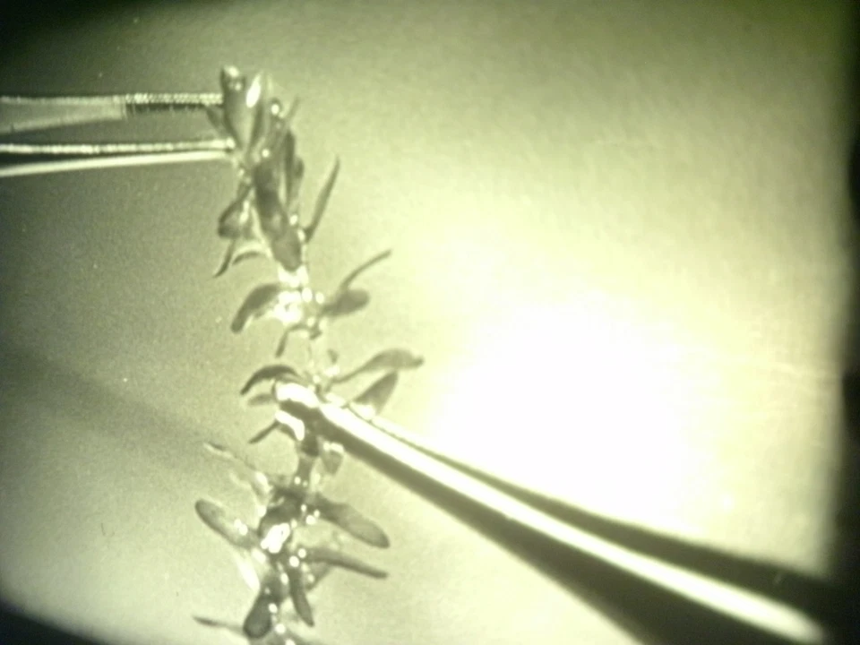 16mm Soviete education " Processes in a plant cell " Film b/w Movie Nature - Image 4 of 4