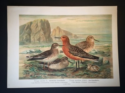 Chromolithograph from 1898. Icelandic Beach Runner, Lake Beach Runner from Naum