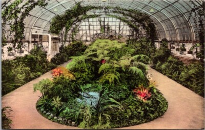 Cincinnati OH Ohio Eden Park Fern House Krohn Conservatory Vintage Postcard