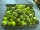 Tennis Balls For Dogs, Used, 20 Quantity, Branded Balls.  CHEAPEST ON EBAY !
