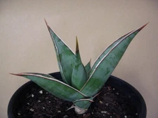 Sansevieria pinguicula -- Rare Succulent 4.5" T by 5.5" W FREE PRIORITY SHIPPING