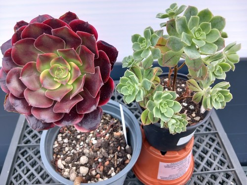 Sukkulente Aeonium Set für Anfänger - Super Bang und Castello- Paivae var. Sara