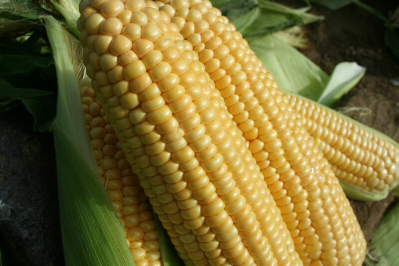 SWEET CORN SWEETCORN GOLDCREST F1 55 TREATED SEEDS