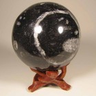 2.7" ORTHOCERAS Fossil Sphere Ball w/ Stand - Morocco - 69mm - 1 lb. — photo 2