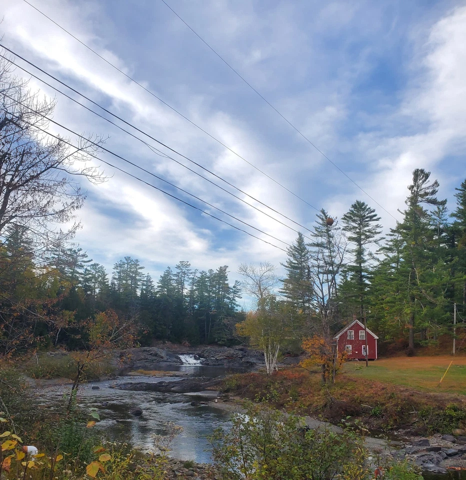 Capa Jungle Cock SUPER AAA 930 EE. UU. Solo  Foto 4 de 4