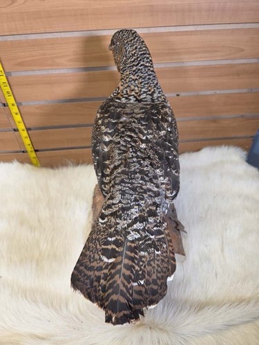 JTV231 - Western Auercallie Auerhuhn Henne - Bild 2 von 4